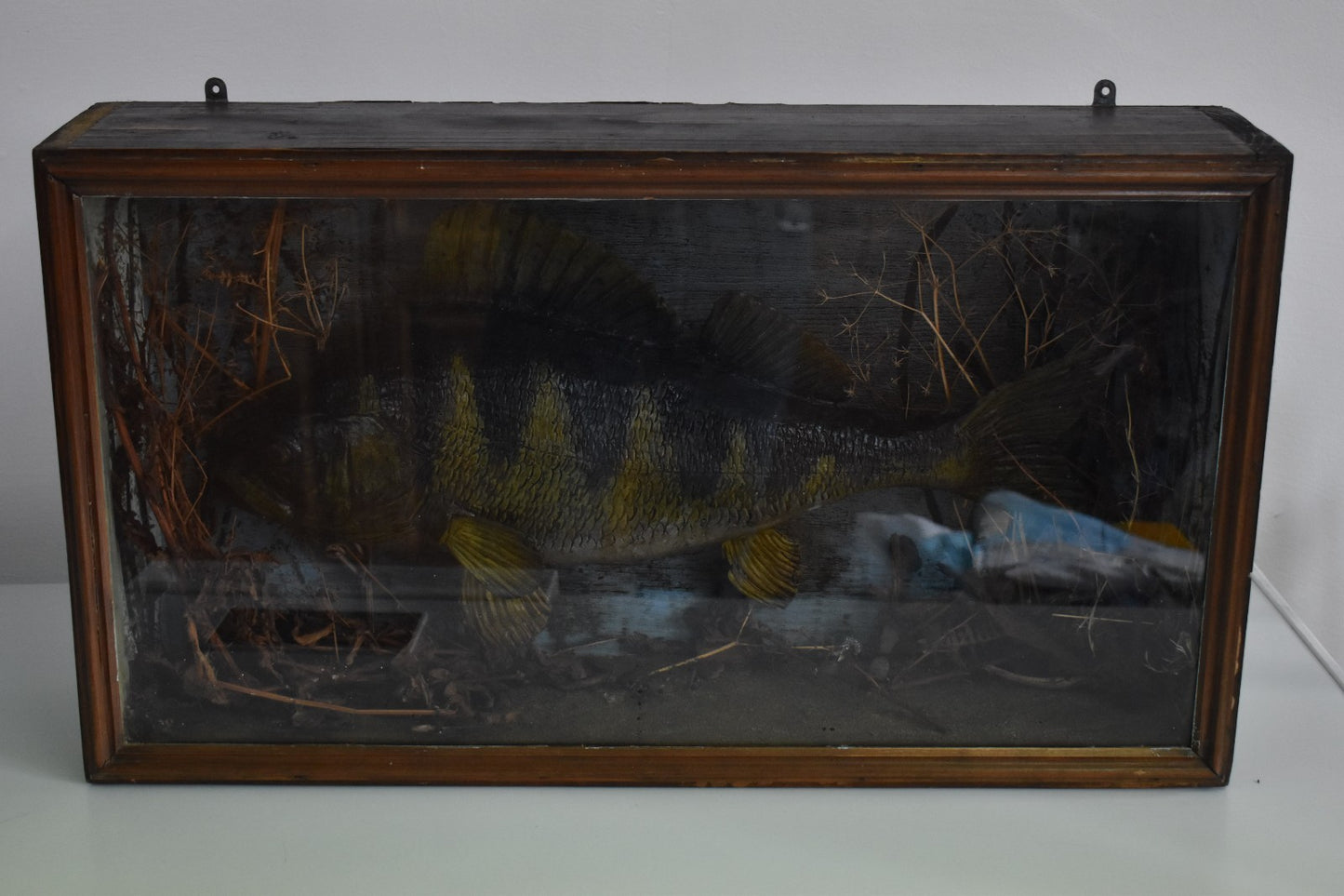 Vintage 20th Century Cased Taxidermy Perch Fish – 50cm – 66cm Case