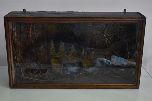 Vintage 20th Century Cased Taxidermy Perch Fish – 50cm – 66cm Case