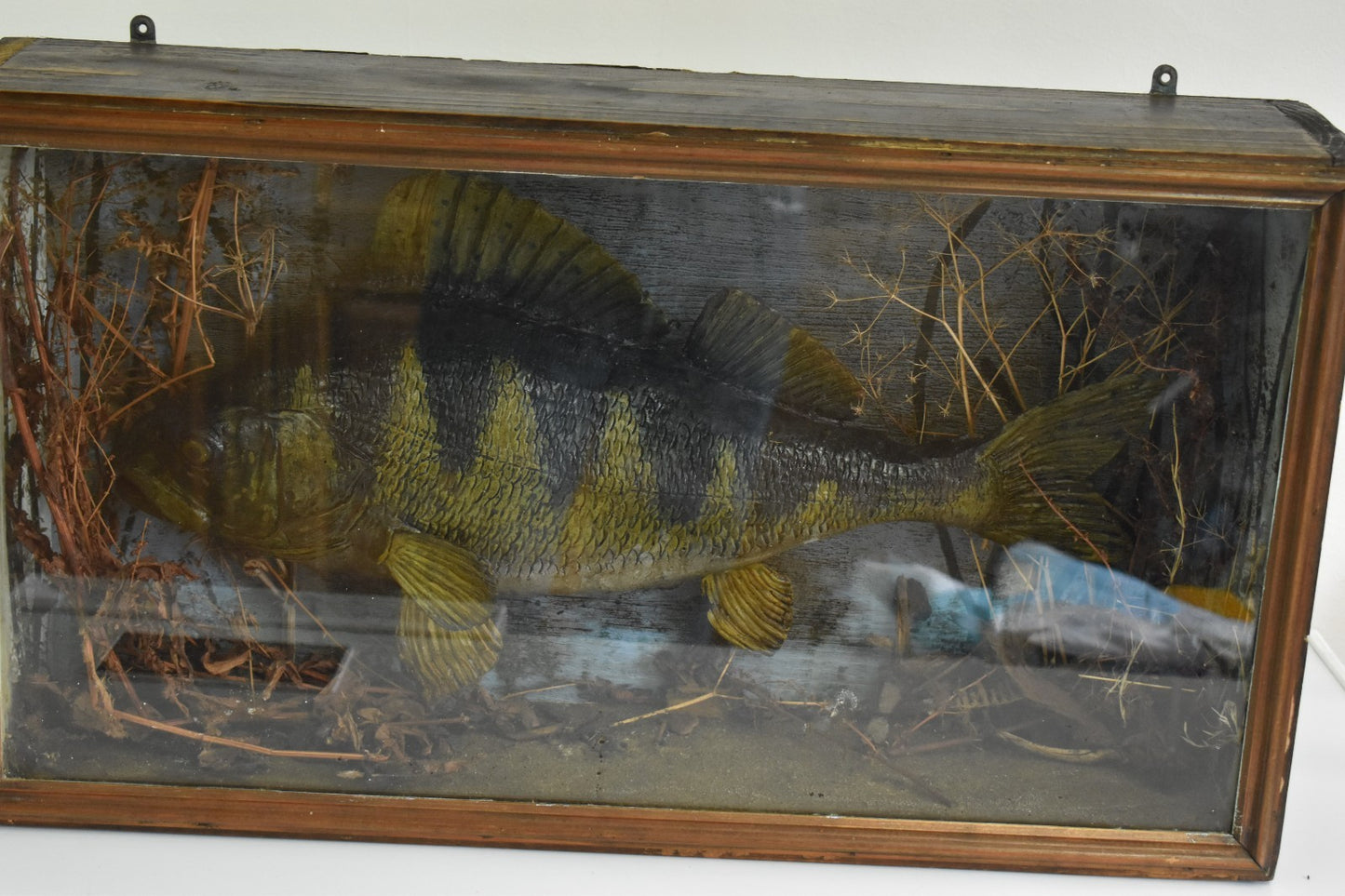 Vintage 20th Century Cased Taxidermy Perch Fish – 50cm – 66cm Case