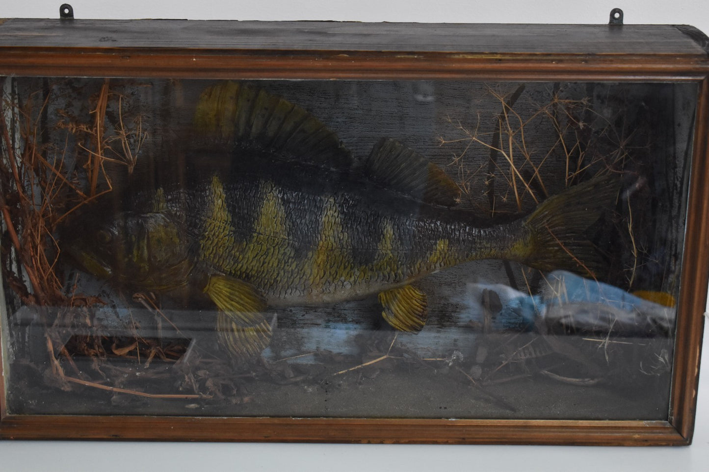 Vintage 20th Century Cased Taxidermy Perch Fish – 50cm – 66cm Case