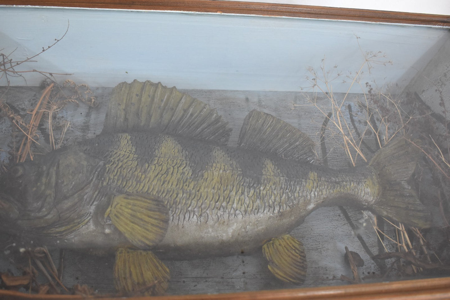 Vintage 20th Century Cased Taxidermy Perch Fish – 50cm – 66cm Case