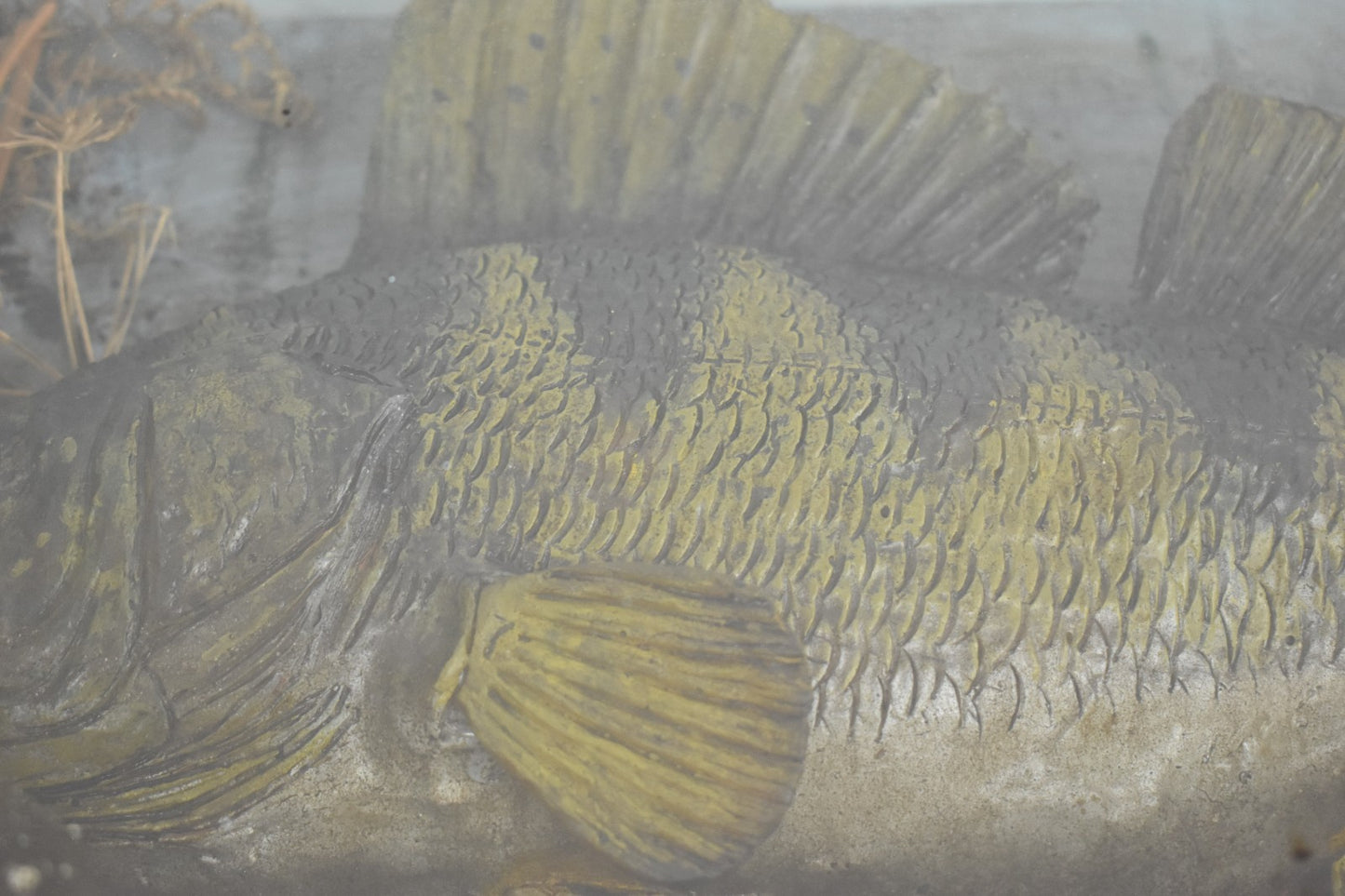 Vintage 20th Century Cased Taxidermy Perch Fish – 50cm – 66cm Case